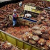 Harga TBS Sawit Sumatera Utara Naik Rp159,30 per Kg pada Periode 17-23 Juni 2026