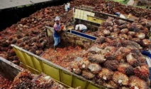 Harga TBS Sawit Sumatera Utara Naik Rp159,30 per Kg pada Periode 17-23 Juni 2026