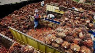 Harga TBS Sawit Sumatera Utara Naik Rp159,30 per Kg pada Periode 17-23 Juni 2026