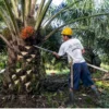 Harga TBS Sawit Sumbar Periode III-Juni 2026 Naik Rp104,33 per Kg, Ini Rincian Lengkapnya