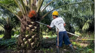 Harga TBS Sawit Sumbar Periode III-Juni 2026 Naik Rp104,33 per Kg, Ini Rincian Lengkapnya