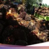 Harga TBS Sawit Sumut Naik Rp268,96 per Kg, Tertinggi di Umur 21 Tahun