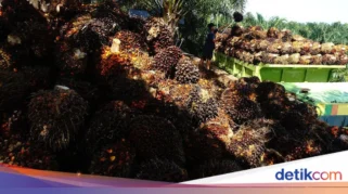 Harga TBS Sawit Sumut Naik Rp268,96 per Kg, Tertinggi di Umur 21 Tahun