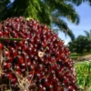 Harga TBS Sawit Swadaya Riau Periode 17-23 Juni 2026 Naik Rp21,39 per Kg, Ini Rincian Lengkapnya
