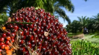 Harga TBS Sawit Swadaya Riau Periode 17-23 Juni 2026 Naik Rp21,39 per Kg, Ini Rincian Lengkapnya