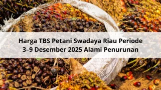 Harga TBS Sawit Swadaya Riau Periode 3-9 Juni 2026 Turun Rp437,44 per Kg