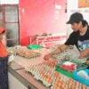 Harga Telur Anjlok, Pemkab Blitar Minta Pemerintah Pusat Turun Tangan: Ancaman Kebangkrutan Peternak Mikro