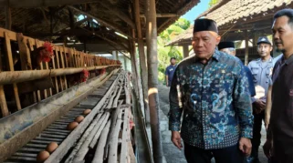 Harga Telur Anjlok, Peternak Ayam Petelur di Sidoarjo Minta Perlindungan Pemerintah