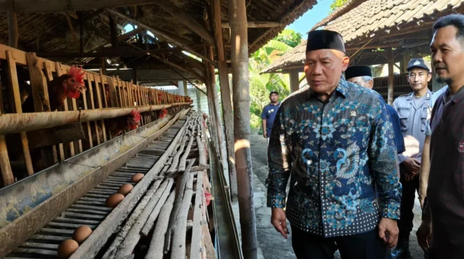 Harga Telur Anjlok, Peternak Ayam Petelur di Sidoarjo Minta Perlindungan Pemerintah