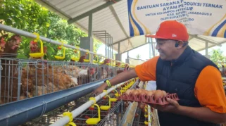 Harga Telur Ayam Anjlok di Situbondo Imbas MBG Tutup, Peternak Khawatir Rugi
