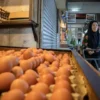 Harga Telur Mulai Stabil, Kementan Gandeng Program MBG Serap Produksi Peternak