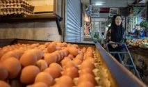 Harga Telur Mulai Stabil, Kementan Gandeng Program MBG Serap Produksi Peternak