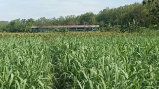 Kementan Siapkan Rp100 Miliar untuk Pengembangan Tebu Lampung pada 2026