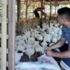 Kisah Sukses BumDes Kaliombo: Dari 1.000 Ekor Ayam hingga Omzet Rp1 Juta per Hari