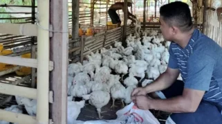 Kisah Sukses BumDes Kaliombo: Dari 1.000 Ekor Ayam hingga Omzet Rp1 Juta per Hari