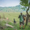Konten TikTok Sekdes Ungkap Detik-detik Bocah 9 Tahun Tewas Diserang Anjing Pemburu di Jasinga