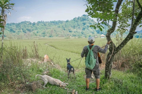 Konten TikTok Sekdes Ungkap Detik-detik Bocah 9 Tahun Tewas Diserang Anjing Pemburu di Jasinga