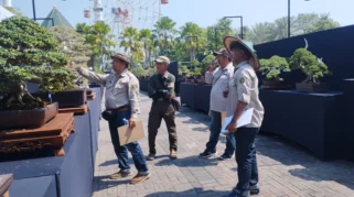 Kontes Bonsai Nasional Lamongan Pamerkan Koleksi Tua Bernilai Miliaran Rupiah