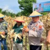 Kopassus Dukung Program Ketahanan Pangan Jagung di Banyuwangi, Petani Dapat Pendampingan Penuh