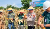 Kopassus Dukung Program Ketahanan Pangan Jagung di Banyuwangi, Petani Dapat Pendampingan Penuh