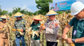 Kopassus Dukung Program Ketahanan Pangan Jagung di Banyuwangi, Petani Dapat Pendampingan Penuh