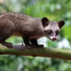 Kopi Luwak sebagai Instrumen Soft Power: Paradoks antara Narasi Eksklusif dan Realitas Kesejahteraan Hewan