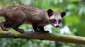 Kopi Luwak sebagai Instrumen Soft Power: Paradoks antara Narasi Eksklusif dan Realitas Kesejahteraan Hewan