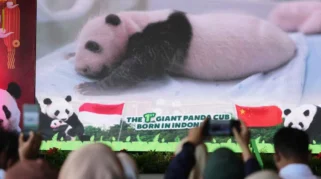 Lahir di Bogor, Baby Panda Rio Cetak Sejarah Konservasi: Giant Panda Pertama di Indonesia