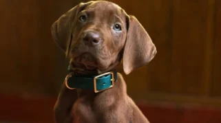 Live Action Scooby-Doo Resmi Umumkan Para Pemain, Anjing Sungguhan Jadi Scooby