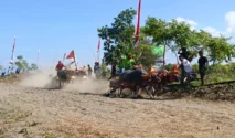 Makepung Kapolda Bali Cup 2026: Ajang Budaya dan Pelayanan Publik Meriahkan Hari Bhayangkara ke-80