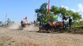 Makepung Kapolda Bali Cup 2026: Ajang Budaya dan Pelayanan Publik Meriahkan Hari Bhayangkara ke-80