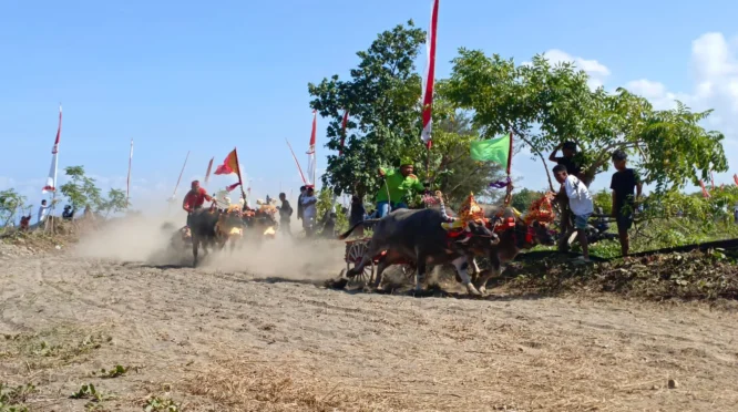 Makepung Kapolda Bali Cup 2026: Ajang Budaya dan Pelayanan Publik Meriahkan Hari Bhayangkara ke-80