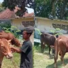 Maling Embat 2 Ekor Sapi di Muneng Kidul Probolinggo, Satu Ekor Ditemukan