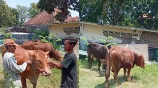 Maling Embat 2 Ekor Sapi di Muneng Kidul Probolinggo, Satu Ekor Ditemukan