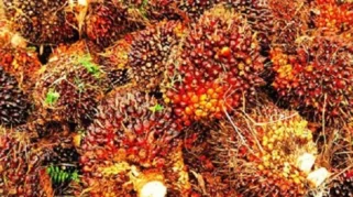 Manajemen Akar Kelapa Sawit: Inovasi Agronomi Genjot Produktivitas Hingga 80 Persen