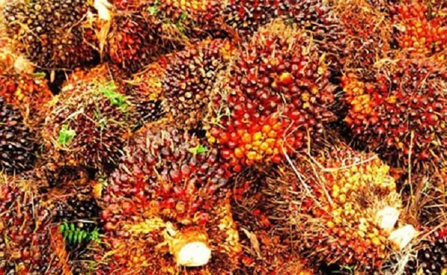 Manajemen Akar Kelapa Sawit: Inovasi Agronomi Genjot Produktivitas Hingga 80 Persen
