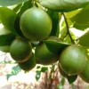 Manfaat Jeruk Lemon: Dari Mencerahkan Kulit hingga Menurunkan Risiko Penyakit
