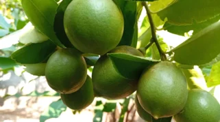 Manfaat Jeruk Lemon: Dari Mencerahkan Kulit hingga Menurunkan Risiko Penyakit