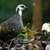 Mengenal Puyuh Gonggong Biasa: Burung Endemik yang Hanya Hidup di Tiga Kawasan Jawa Timur