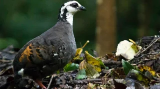 Mengenal Puyuh Gonggong Biasa: Burung Endemik yang Hanya Hidup di Tiga Kawasan Jawa Timur
