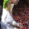Mengintip Potensi Kopi Organik Lokal sebagai Peluang Agribisnis Berkelanjutan