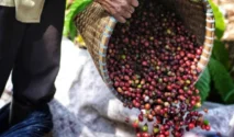 Mengintip Potensi Kopi Organik Lokal sebagai Peluang Agribisnis Berkelanjutan