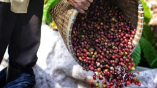 Mengintip Potensi Kopi Organik Lokal sebagai Peluang Agribisnis Berkelanjutan