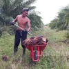 Mentan Amran: Negara Tak Boleh Diam Saat Petani Sawit Dirugikan