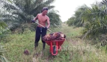Mentan Amran: Negara Tak Boleh Diam Saat Petani Sawit Dirugikan