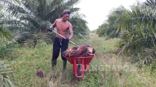 Mentan Amran: Negara Tak Boleh Diam Saat Petani Sawit Dirugikan