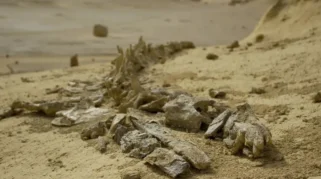 Misteri Dasar Laut Terkuak: Kuburan Jutaan Paus Purba Ditemukan di Samudra Hindia