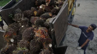 MPOC Proyeksikan Harga CPO Juli 2026 Bertahan di Atas RM4.400 per Ton