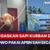 MUI Tegaskan Sapi Kurban Prabowo Pakai APBN Sah Secara Syari, Ini Alasannya