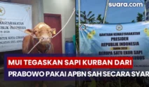 MUI Tegaskan Sapi Kurban Prabowo Pakai APBN Sah Secara Syari, Ini Alasannya